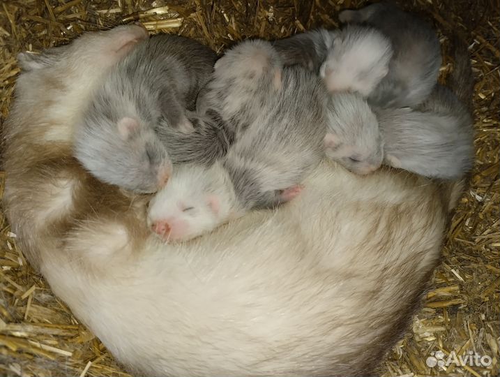 Хорьки. Эксклюзив. Доставка по России