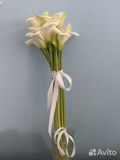 Цветы - Каллы эфиопской из домашней теплицы