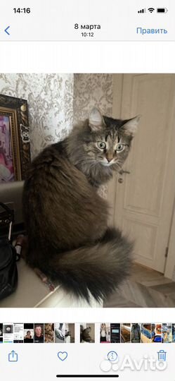 Котятки от кошки мышеловки