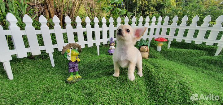 Щенок чихуахуа