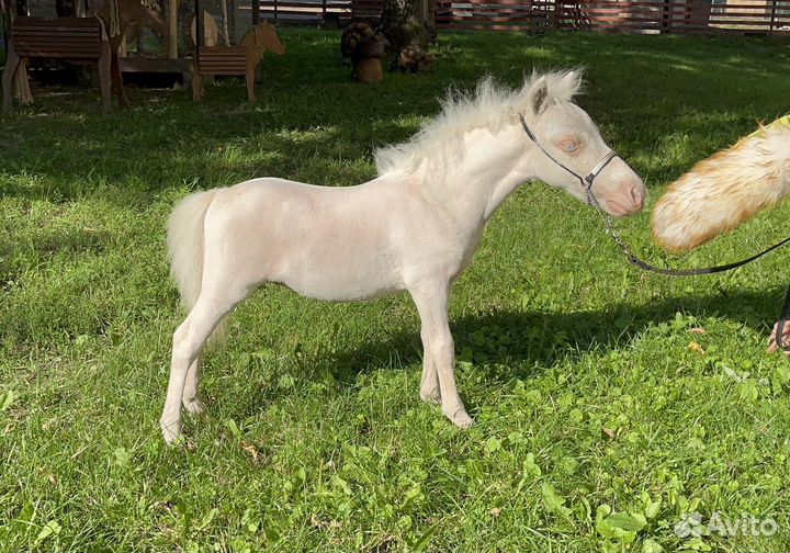 Крошечный мини-шетти пони (мини лошадь)