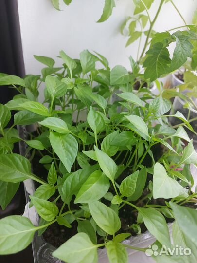 Рассада перца сладкого