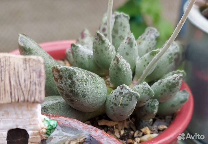 Суккуленты и кактусы