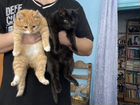 Шикарные плюшевые котята крупной породы бесплатно объявление продам