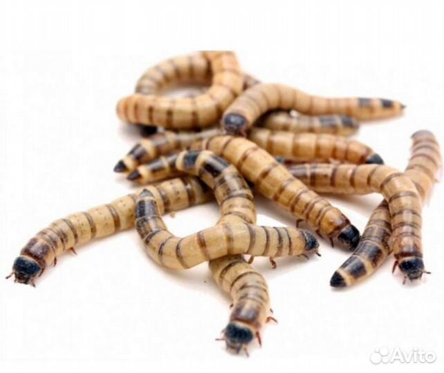 Живые корма