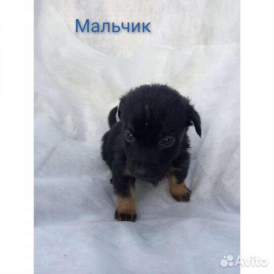 Щенки бесплатно