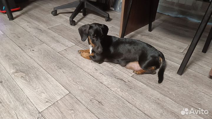 Собаки щенки таксы