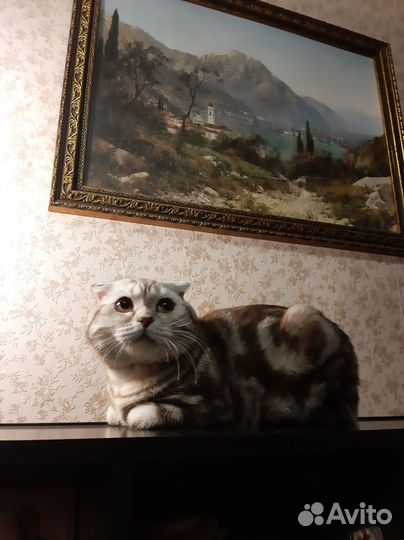 Шотландский кот вязка