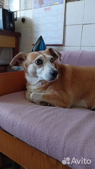 Собака в добрые руки отдам бесплатно