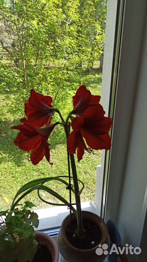 Гиппиаструм