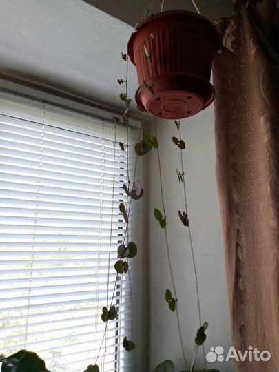 Церопегия вуда