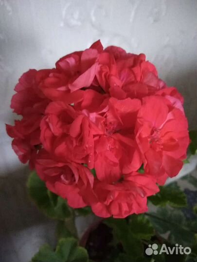 Пеларгония