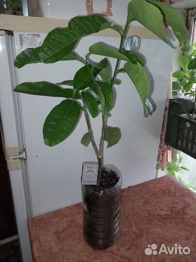 Лимон плодоносящий