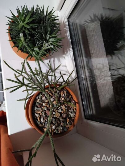 Кактус суккуленты с горшком