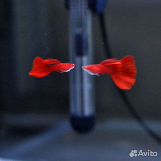 Московские Гуппи - чистые линии