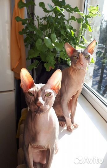 Донской сфинкс.Вязка