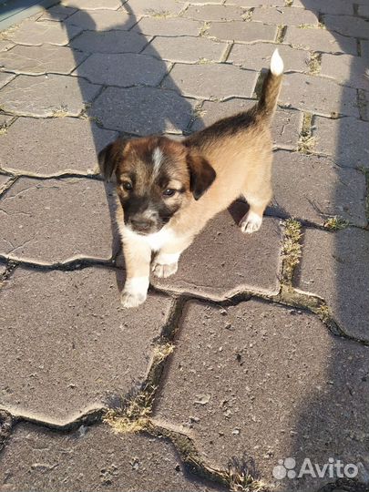 Щенок девочка в добрые руки бесплатно