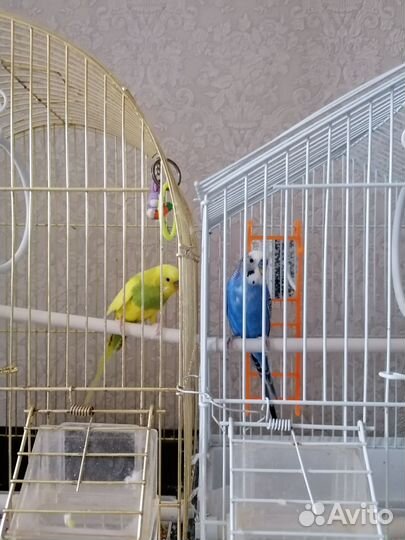 Попугаи вместе с клеткой