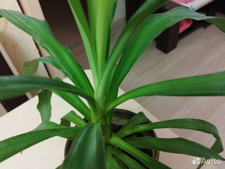 Юкка дерево счастья