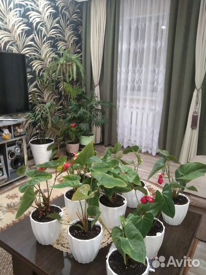Комнатные цветы антуриум
