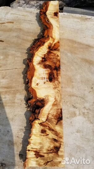 Заготовка, слэб, из горного капового тополя