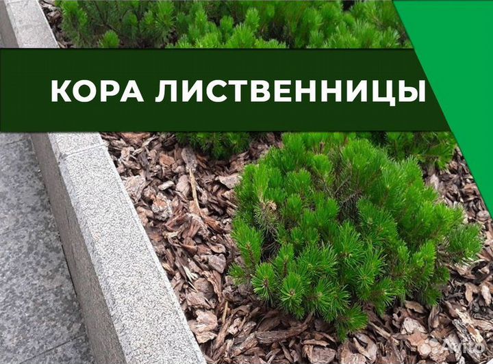 Мульча кора лиственницы