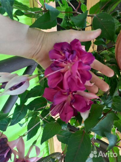 Фуксия ампельная