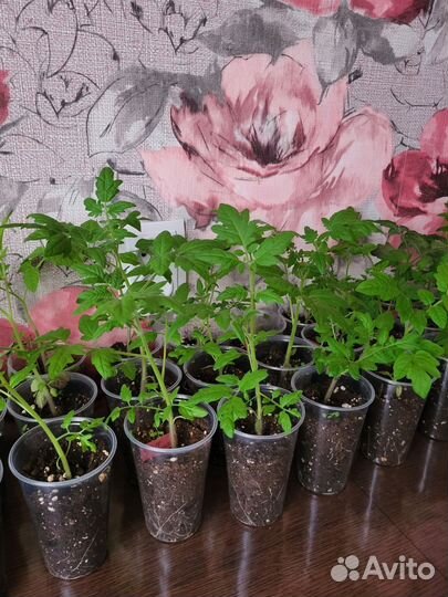 Рассада помидор черри