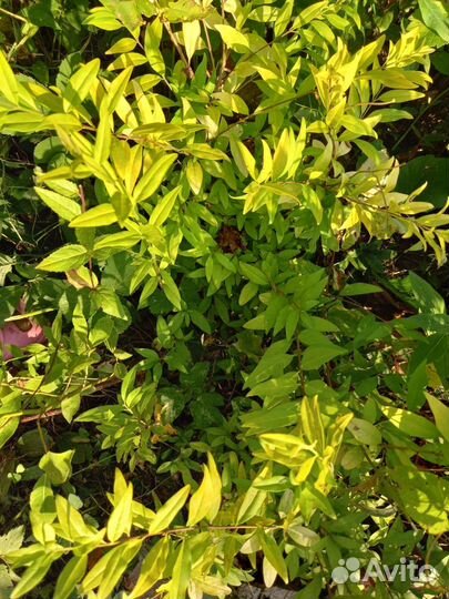 Бересклет japan голд