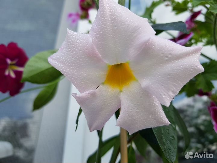 Дипладения (мандевилла)