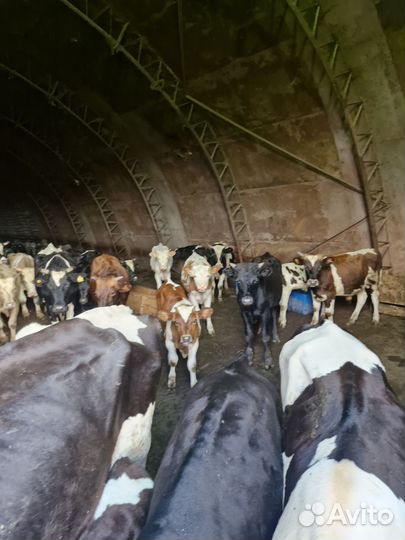 Коровы и быки