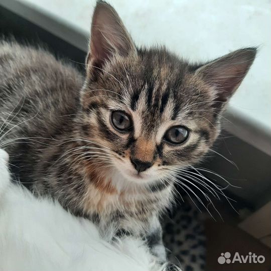 Кошки бесплатно