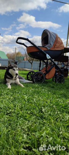 Детская коляска Anex Sport 3в1