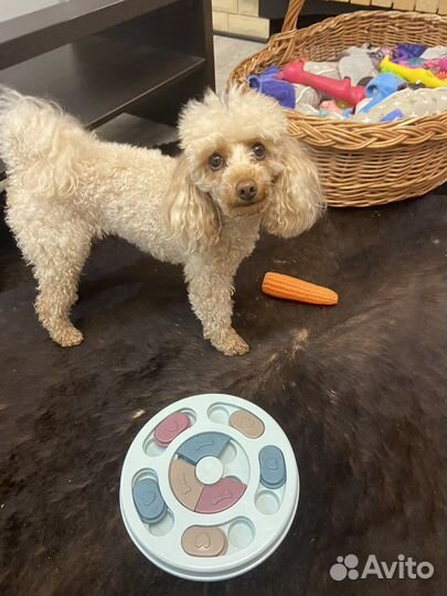 Игрушка головоломка для собак