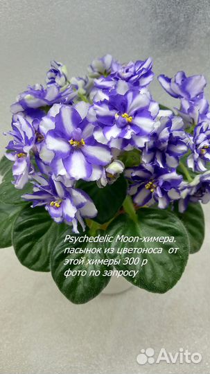 Фиалки,Кампанула Невеста,Пеларгонии