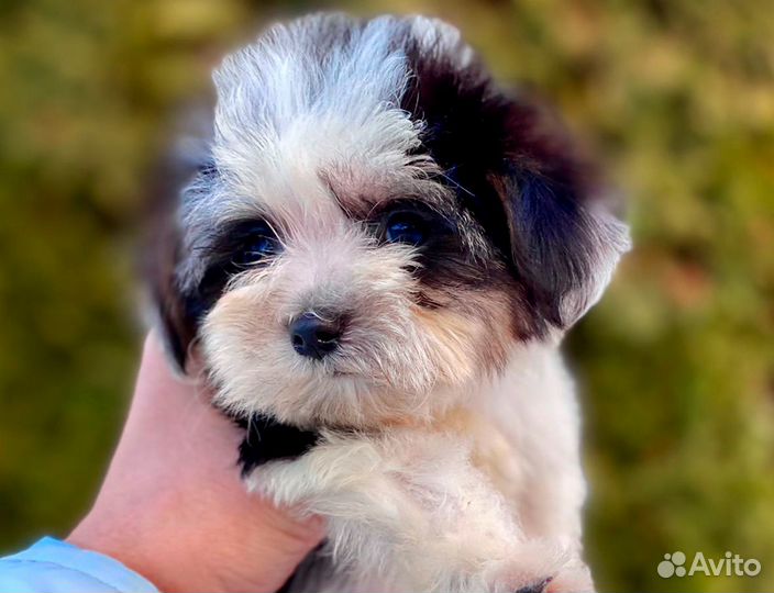 Мальтипу щенок девочка