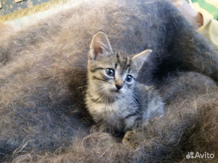 Метисы британские котята в дар