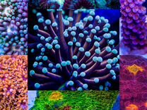 Acropora, montipora, chalice, euphyllia, favia