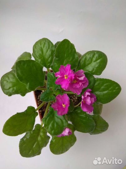 Цветущие фиалки