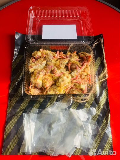 Цыплята суточные на корм животным