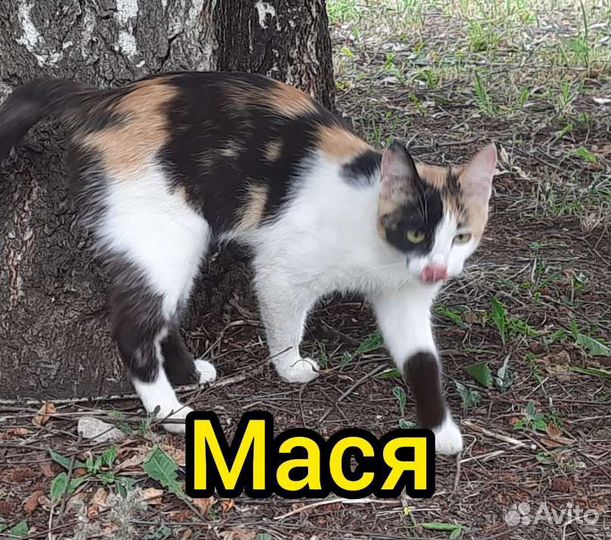 Кошки в добрые руки бесплатно