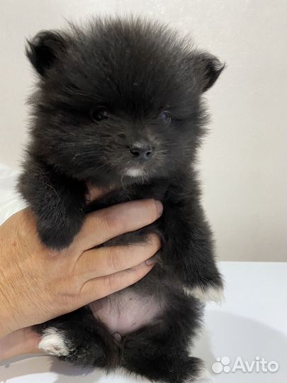Щенки шпица