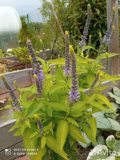 Садовые цветы