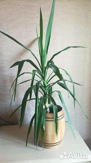Цветок домашний Пальма юкка