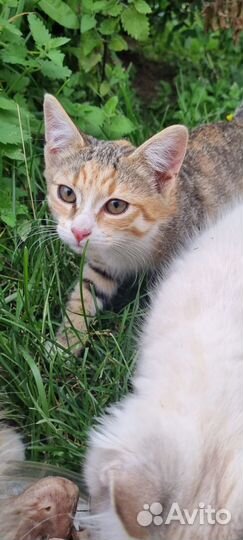 Подарите дом маленькой красотке