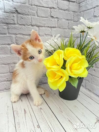 Кошка в дар бесплатно