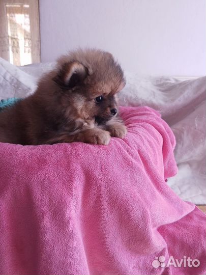 Щенки Малый немецкий Шпиц