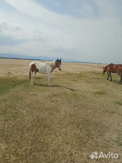 Кобыла 3 года