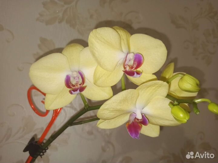 Семена орхидеи фаленопсис