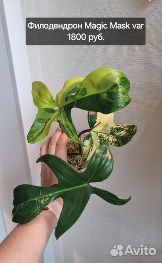 Филодендроны, эпипремнумы